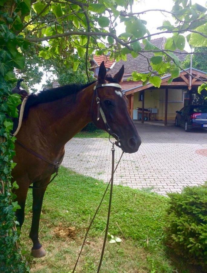 Apartmanove Ubytovanie Pod Dubom Polny Kesov Εξωτερικό φωτογραφία